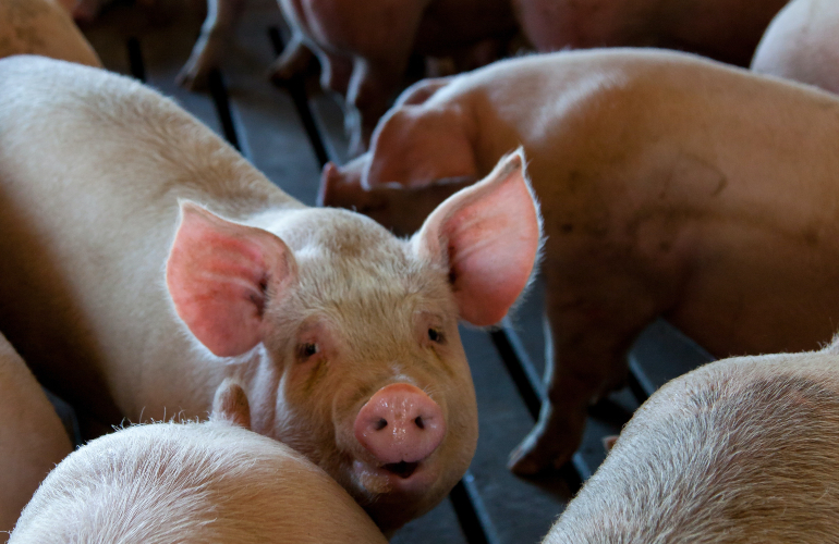 pig hog stock Credit: Pexels