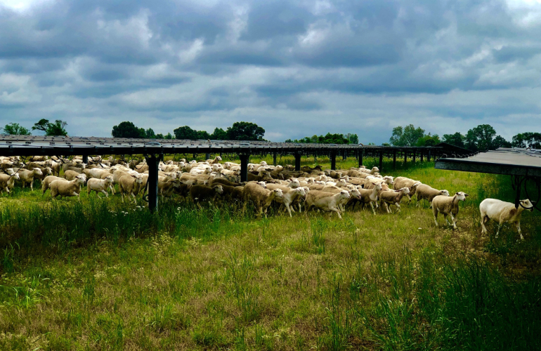 silicon ranch sheep Silicon Ranch land management subsidiary Regenerative Energy uses sheep in its regenerative land management practices. Silicon Ranch