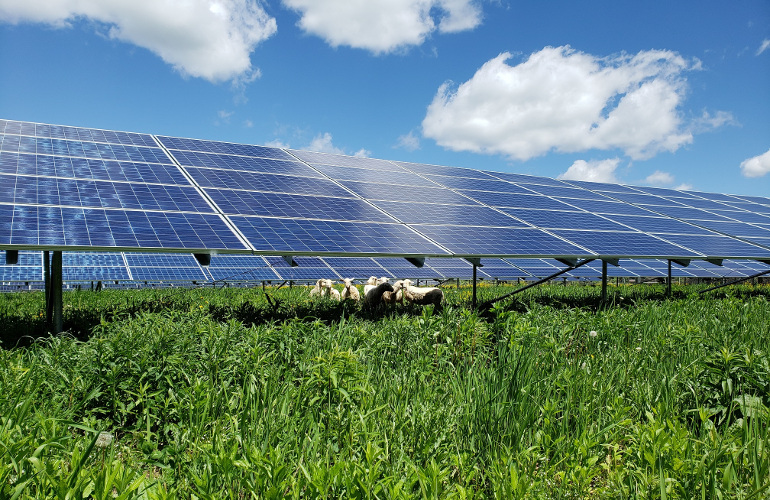 Nexamp Newfield sheep Nexamp's new Developer Accelerator Program provides financing, other resources
