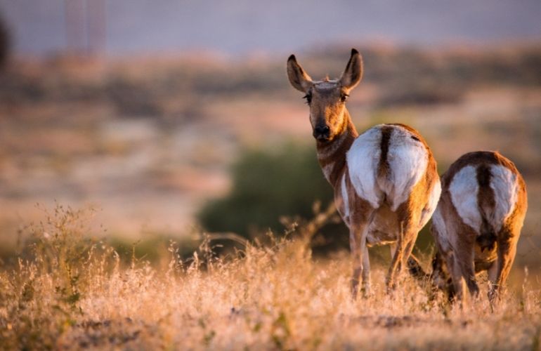 plains pronghorn stock The Nature Conservancy releases low-impact solar project siting map