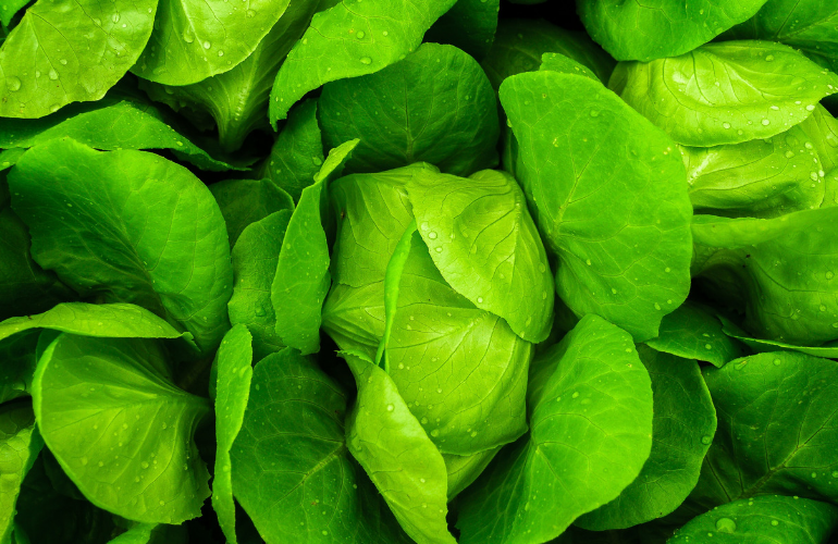lettuce farm farming Renu Energy Solutions boosts South Carolina farm's sustainability with solar installs